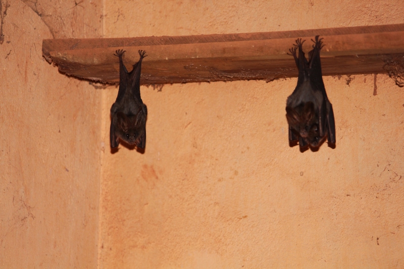 Contact Bat Removal Florida in Jacksonville, Florida