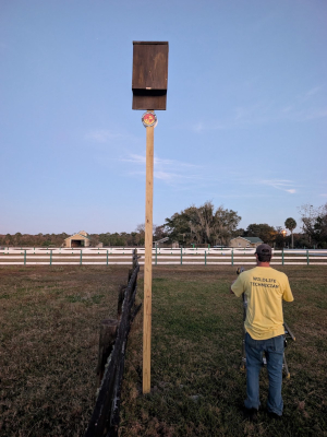 Bat Inspections in Jacksonville, Florida