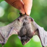 About Bat Removal Florida