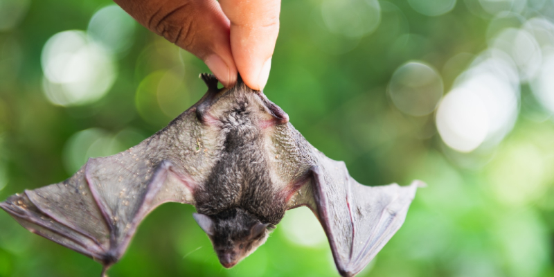 Bat Exclusion in Jacksonville, Florida