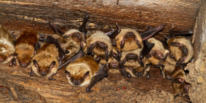 About Bat Removal Florida in Jacksonville, Florida