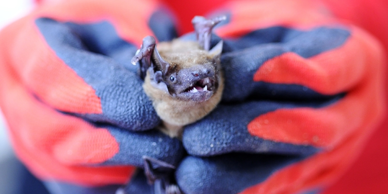Bat Clean Up in Jacksonville, Florida