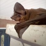 Bat Diseases