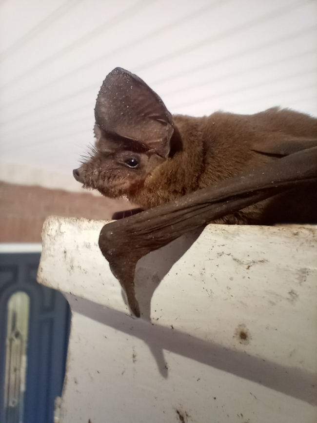 Bat Diseases in Jacksonville, Florida