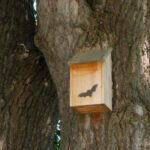 Bat House Installation