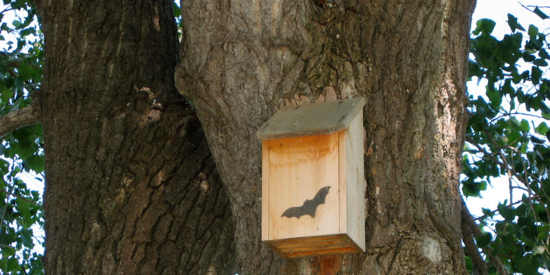 Bat House Installation in Jacksonville, Florida