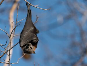 Bat Diseases: Experience Matters When Reducing Risk