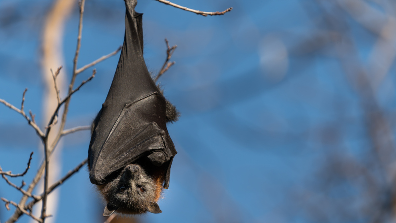 Bat Diseases: Experience Matters When Reducing Risk