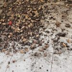 Bat Guano Cleanup
