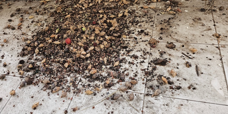 Bat Guano Cleanup in Jacksonville, Florida