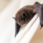Commercial Bat Inspection