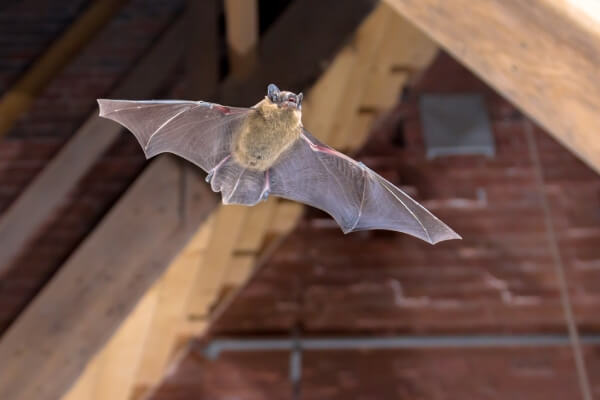  Bat Houses