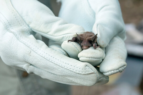 Bat Removal